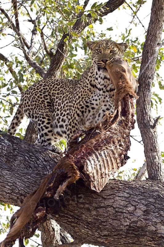 Pardus leopard niche leopards