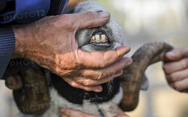 Swaledale Sheep