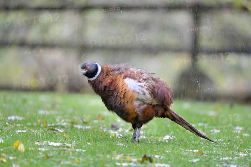 Common pheasant