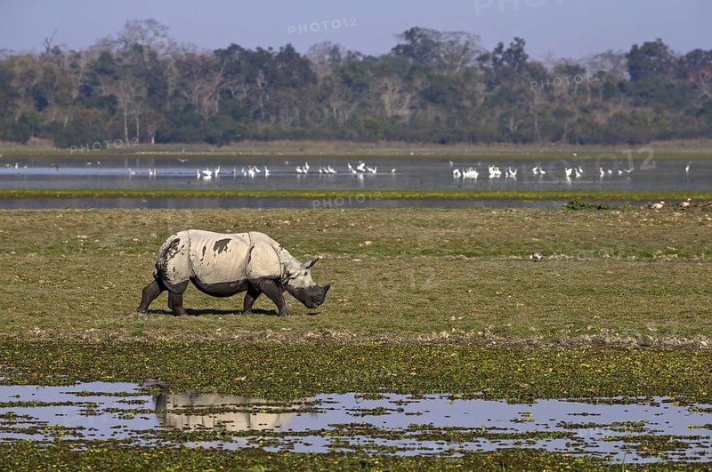 Indian Rhinoceros