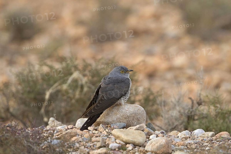 Common Cuckoo