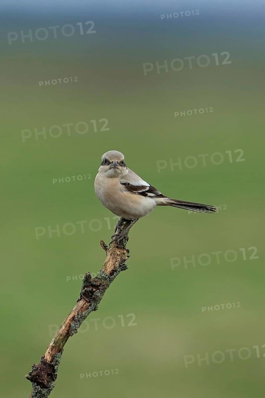 Steppe Grey Shrike
