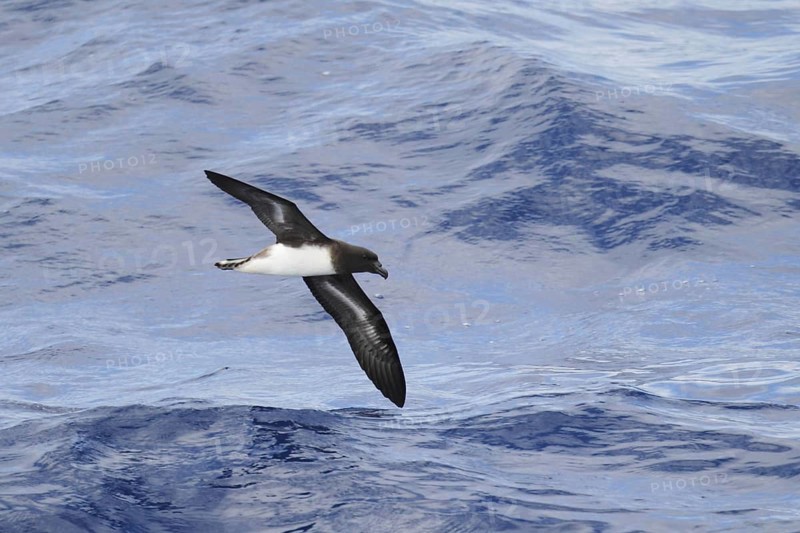 Tahiti petrel