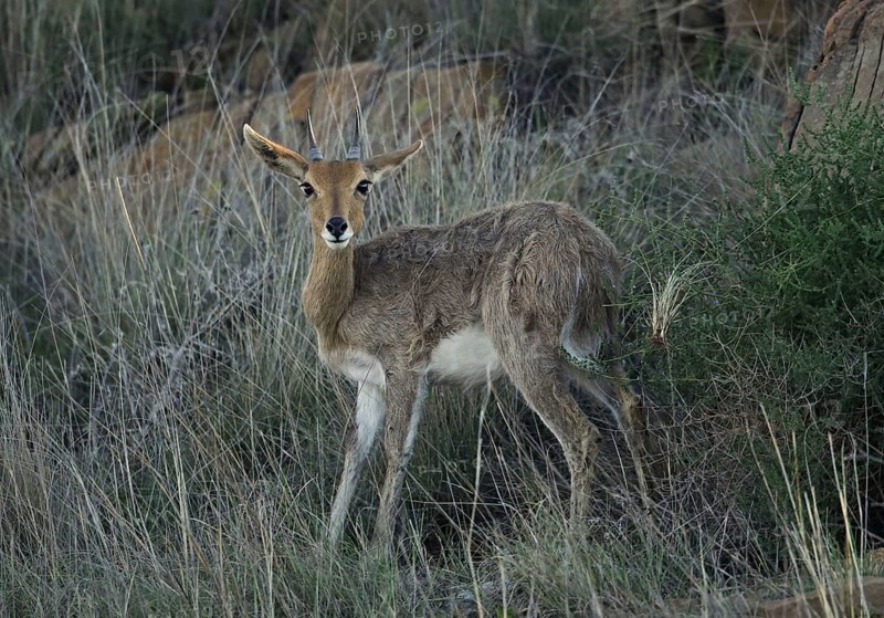 Southern Mountain Reedbuck