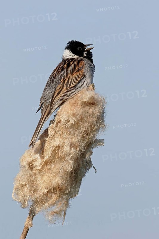 Common Reed Bunting