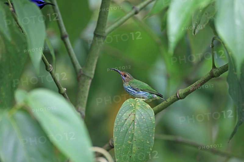 Purple honeycreeper