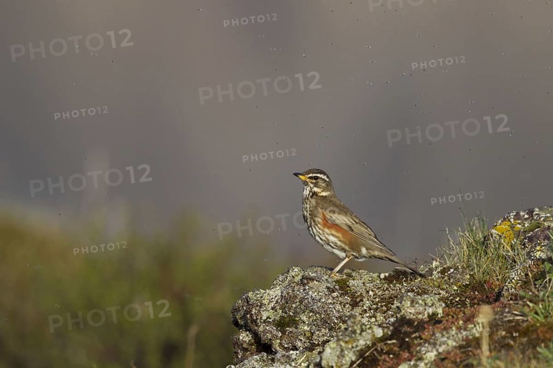 Redwing