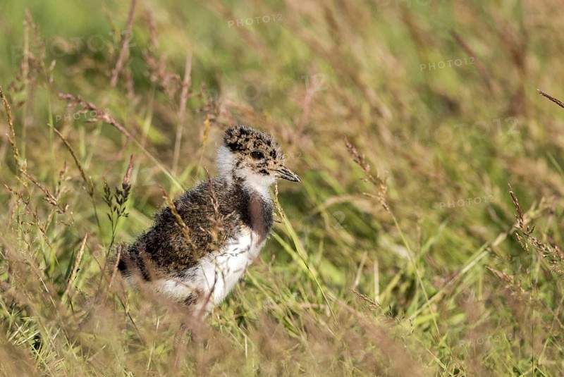 Young lapwing chick