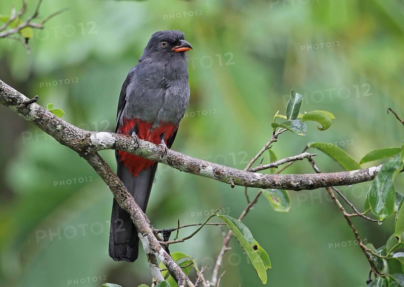 Slaty-tailed Trogon