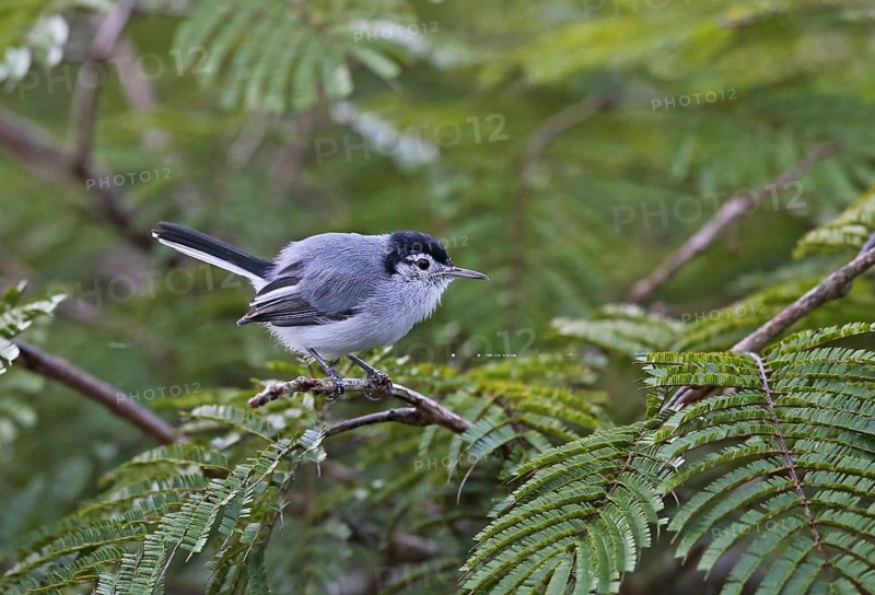 Tropical gnatcatcher