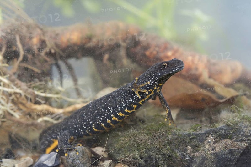 Great Crested Newt