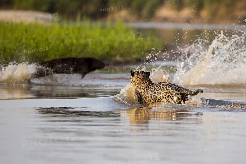 South american jaguar