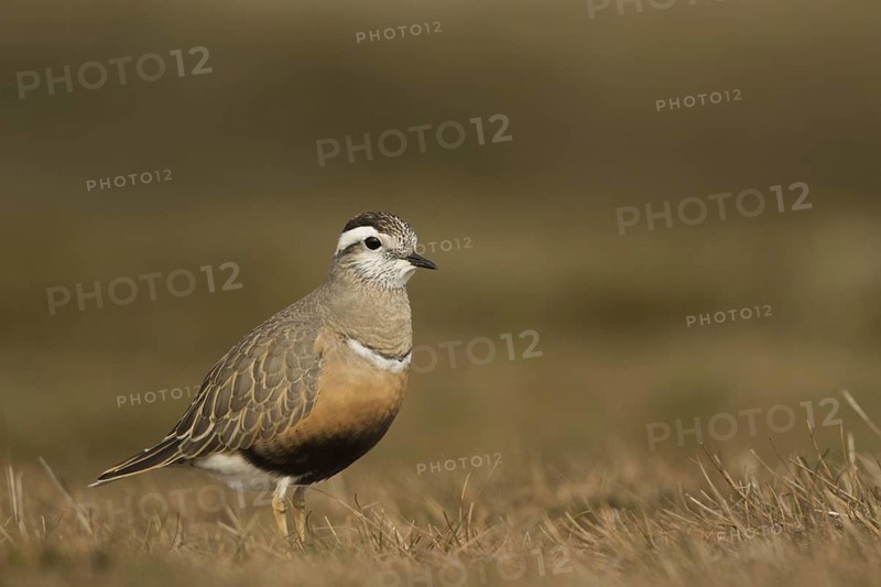 Dotterel Female