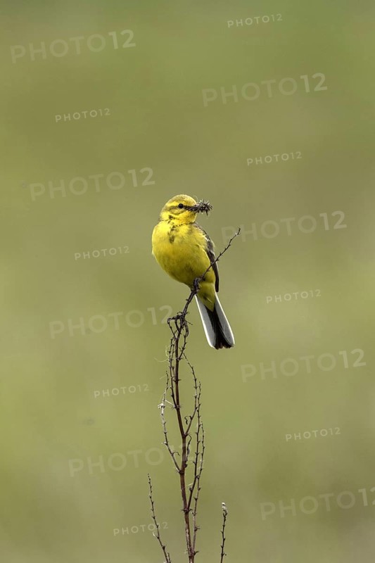 Yellow Wagtail