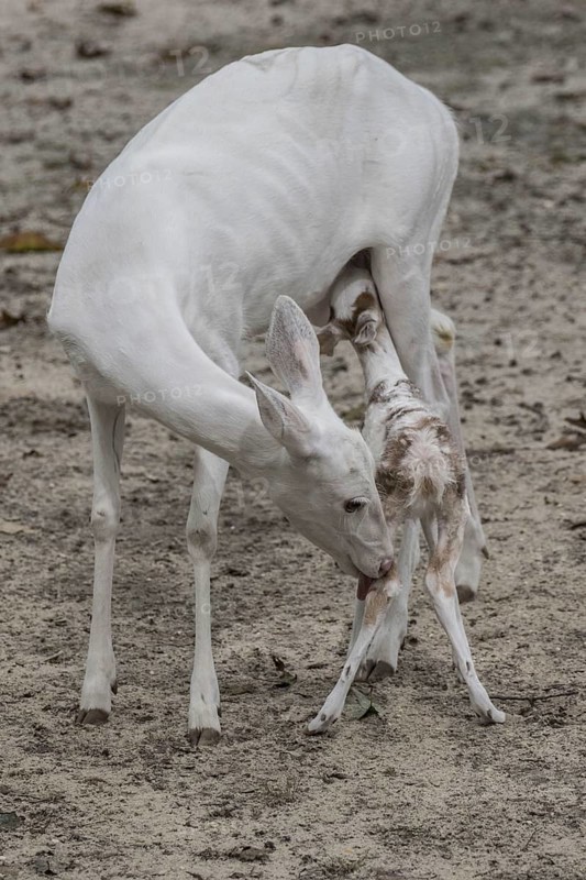Leucistic White tailed Deer female licking fawn