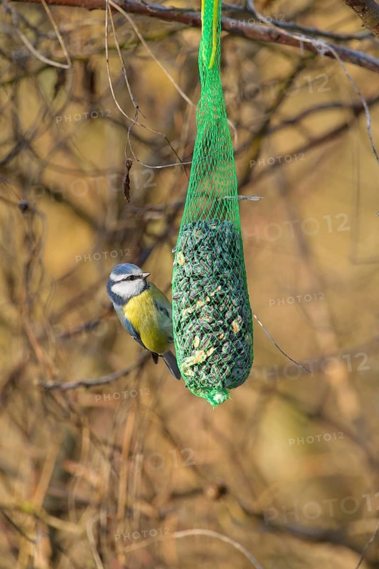 Blue tit