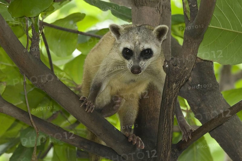 Crab-eating raccoon