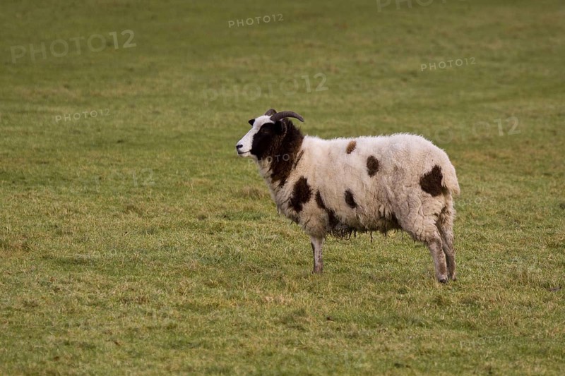 Female Jacon sheep