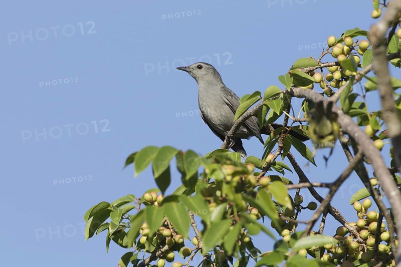 Grey Catbird