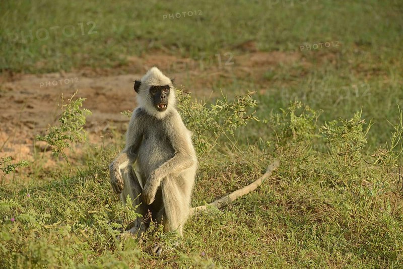 Tufted grey tufted gray langur