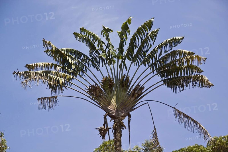 Tree of the travellers