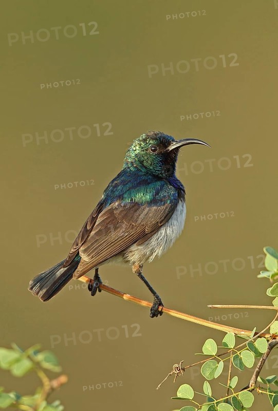 White-bellied Sunbird