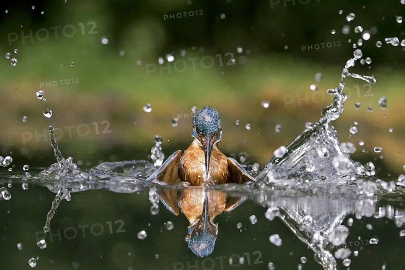 Common Kingfisher