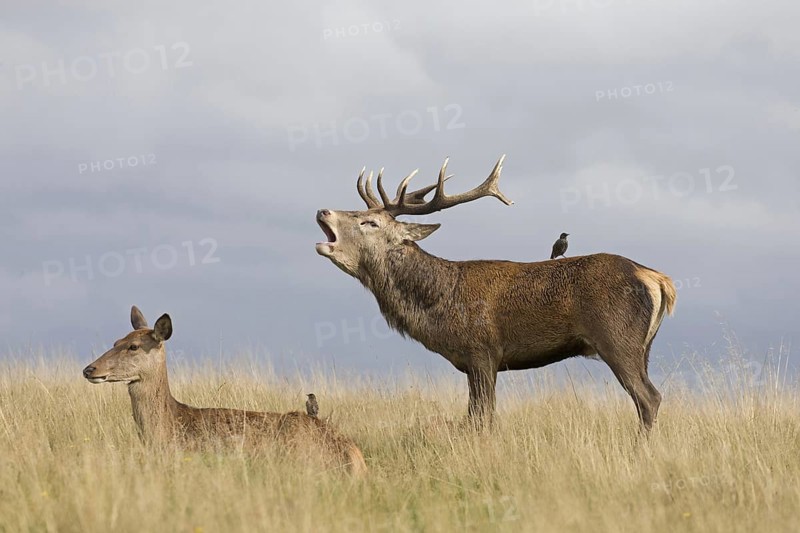 Red Deer