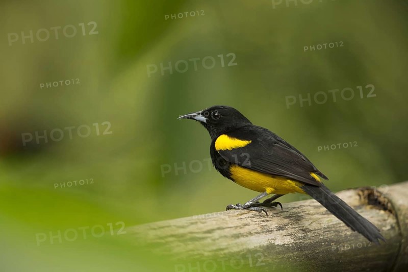 Yellow-shouldered Oriole