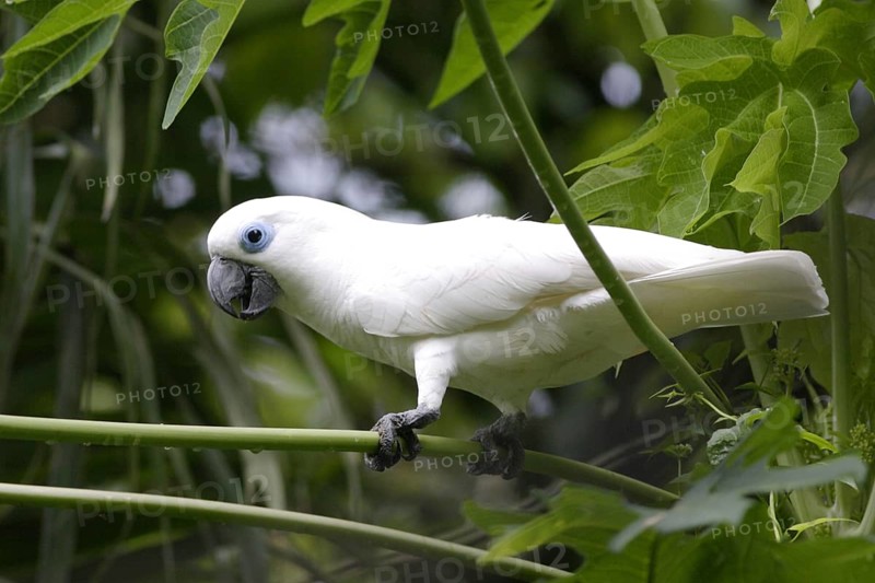 Blue-eyed cockatoo