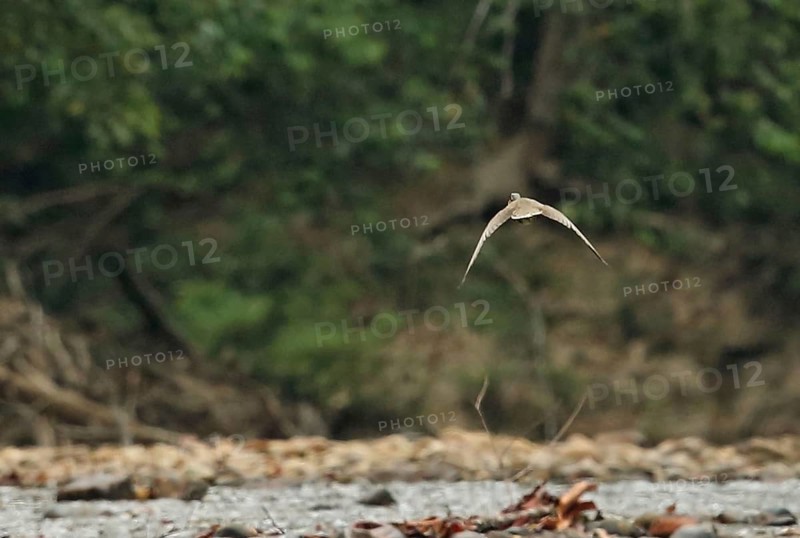 Masked Finfoot