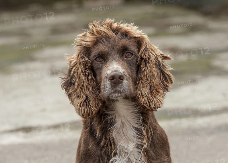 English Cocker Spaniel