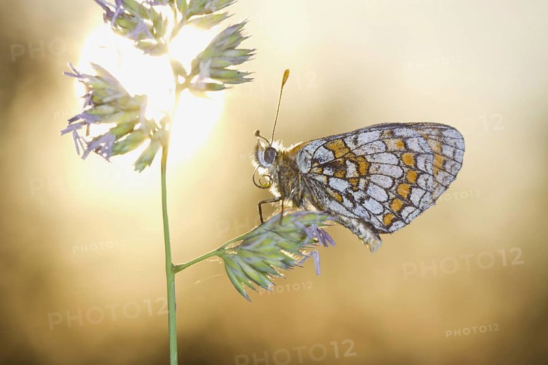 Heath Fritillary