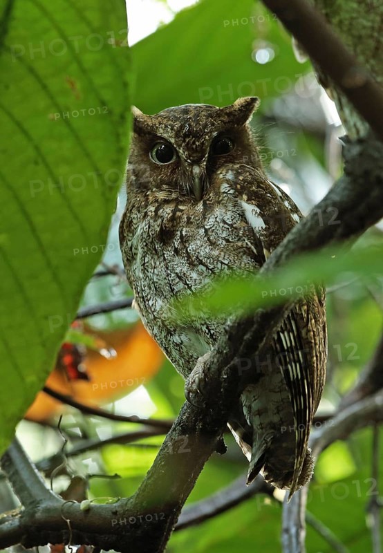 Adult Guatemalan screech owl