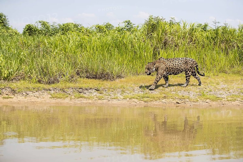 Parana jaguar