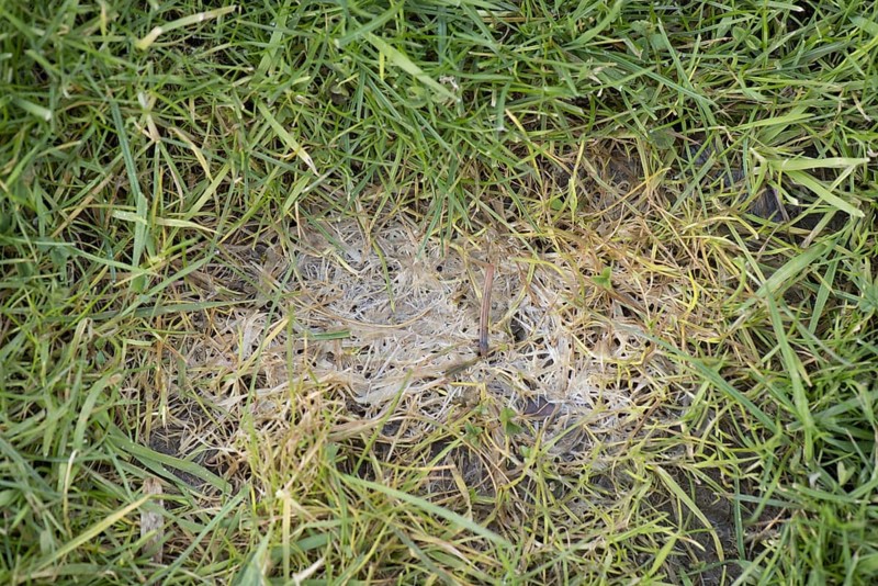 Snow mould or Fusarium spot