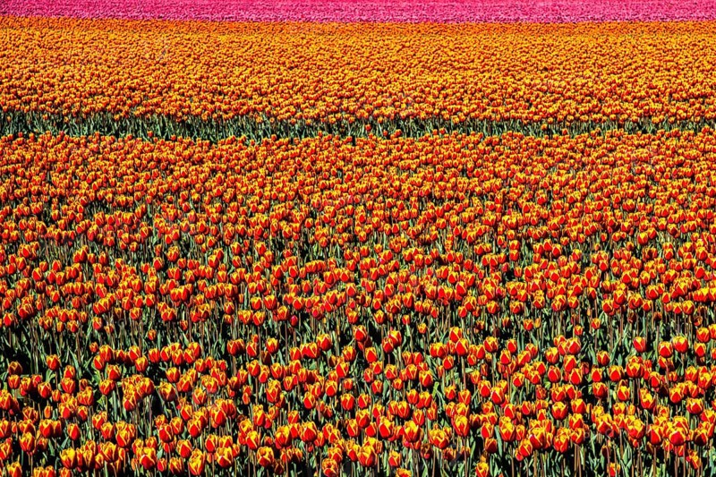 Flowering tulip fields