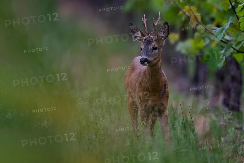 European roe deer