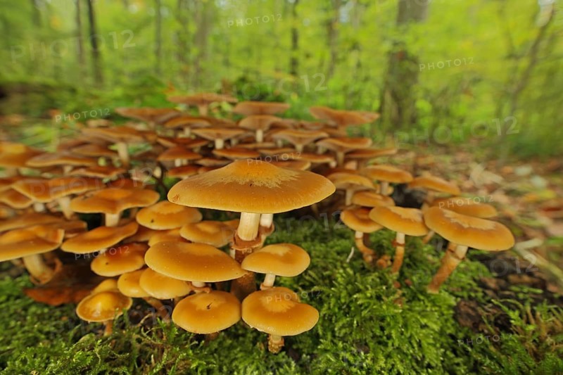 Group