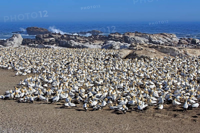Cape Gannet