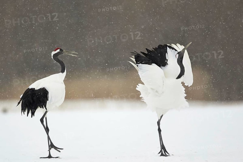 Adult pair of Japanese red-crowned crane