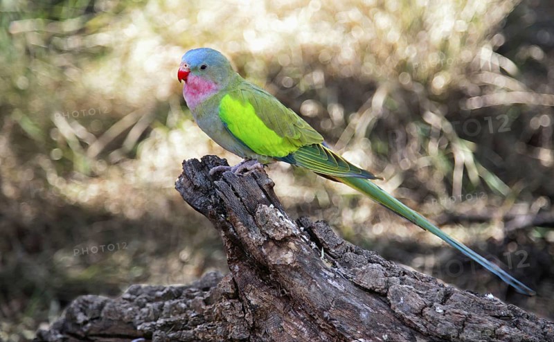 Princess parrot