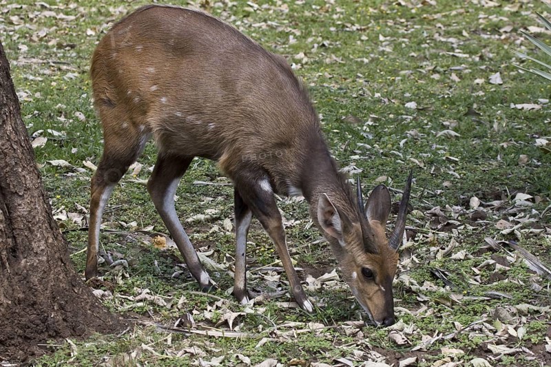 Bushbuck