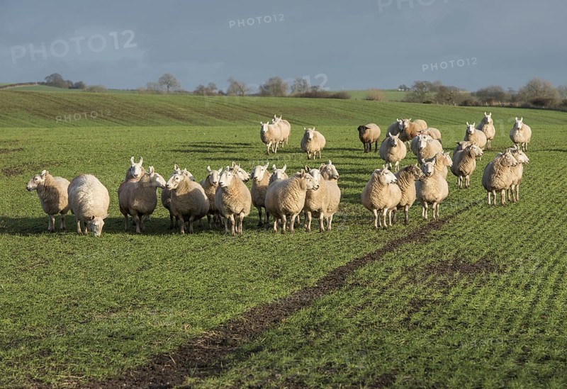 Domestic sheep
