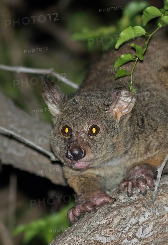 Brown greater brown greater galago