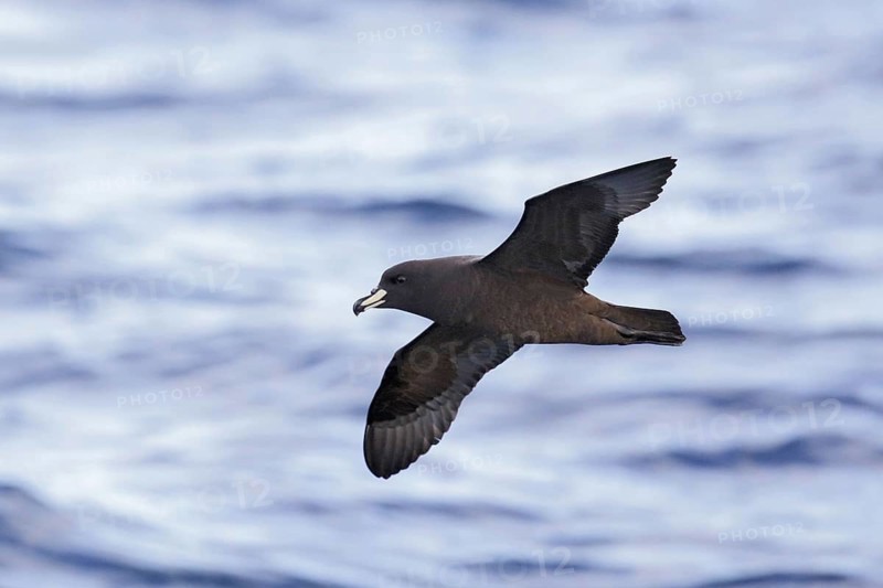 Westland petrel
