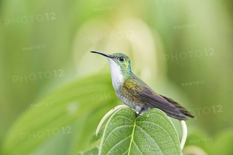 Adult white-breasted emerald