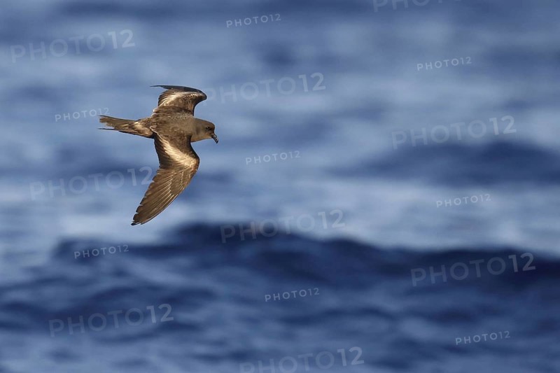 Tristram's Storm-petrel