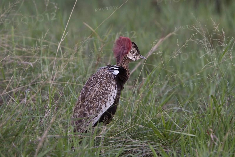 Red crested bustard