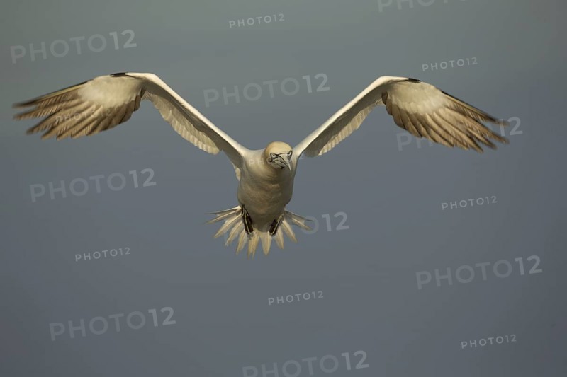 Northern Gannet adult
